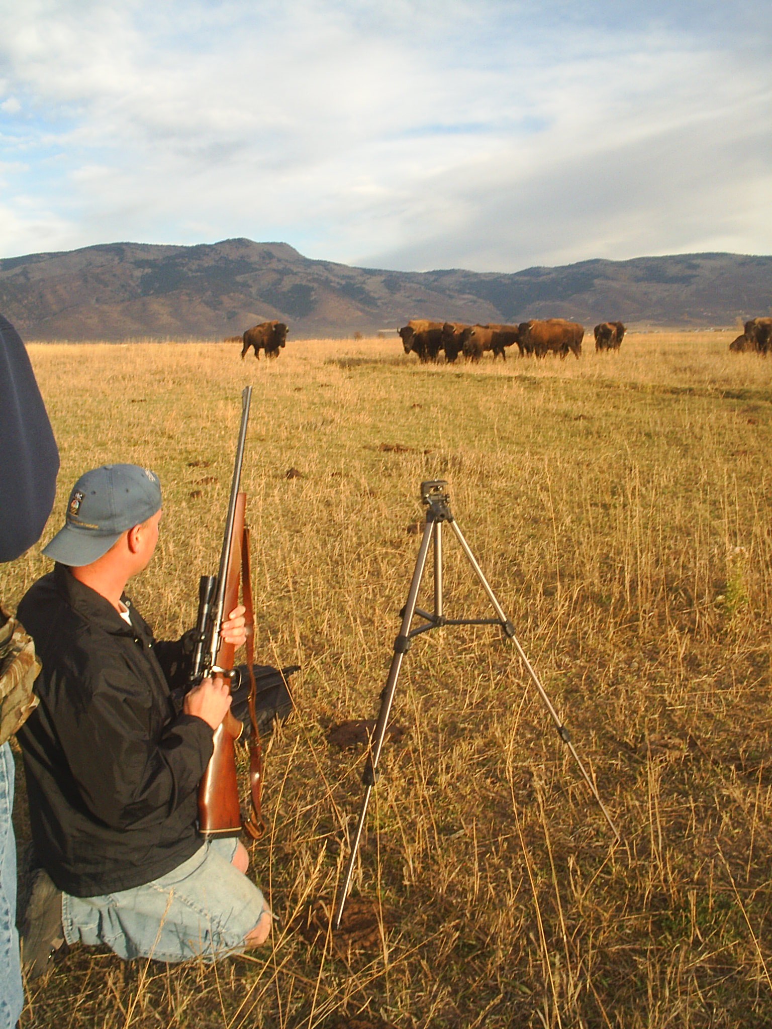 Getting Ready to Take the Shot Hi Mountain Outfitting Bison & Buffalo