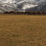 Picture of Buffalo Herd
