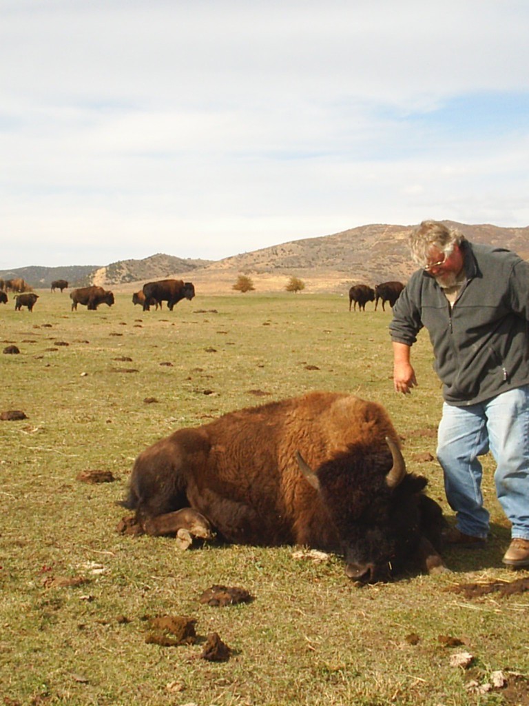 Hunter Approaching Buffalo Hi Mountain Outfitting Bison & Buffalo