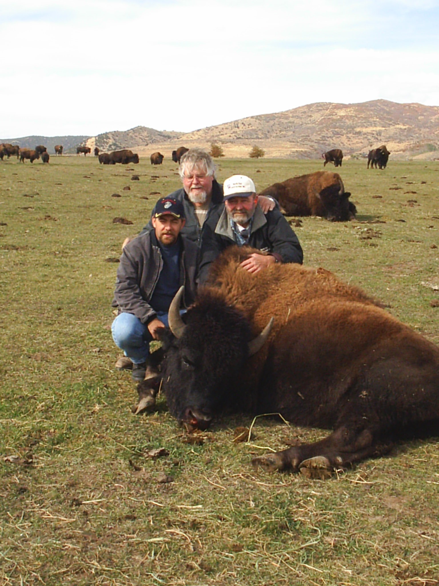 Three Hunters Around Buffalo Together Hi Mountain Outfitting Bison