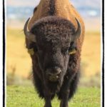 Buffalo bull staring down hunter