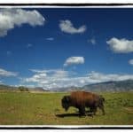 a buffalo standing in green field