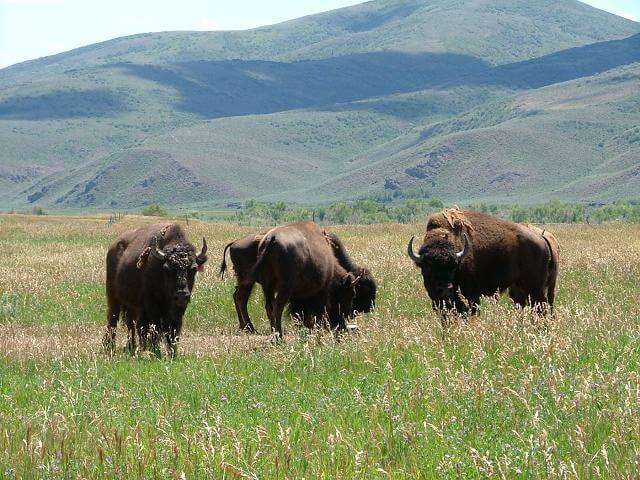 Buffalo Herd in Grass